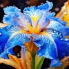 Blue Iris Diamond Painting