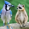 Blue Jay Bird And Raccoon Diamond Painting