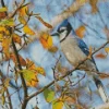 Blue Jay On Stick Diamond Painting