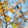 Blue Jay On Stick Diamond Painting
