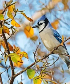 Blue Jay On Stick Diamond Painting