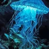 Blue Jellyfish Diamond Painting
