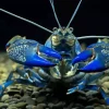 Blue Lobster Diamond Painting