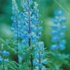 Blue Lupine Flowers Diamond Painting