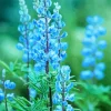 Blue Lupine Flowers Diamond Painting