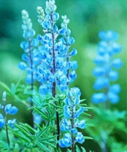 Blue Lupine Flowers Diamond Painting