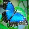 Blue Morpho Butterfly Diamond Painting