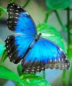 Blue Morpho Butterfly Diamond Painting