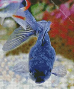 Blue Oranda Fish Diamond Painting