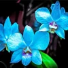 Blue Orchid Diamond Painting