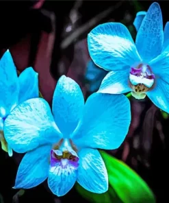Blue Orchid Diamond Painting