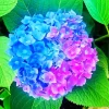 Blue Pink Purple Hydrangea Diamond Painting