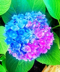 Blue Pink Purple Hydrangea Diamond Painting