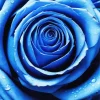 Blue Rose Diamond Painting