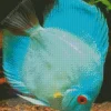 Blue Tropical Fish Diamond Painting