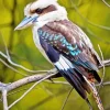 Blue Winged Kookaburra Diamond Painting