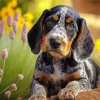 Bluetick Coonhound Puppy Diamond Painting