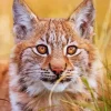 Bobcat Face Diamond Painting