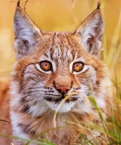 Bobcat Face Diamond Painting