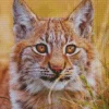 Bobcat Face Diamond Painting