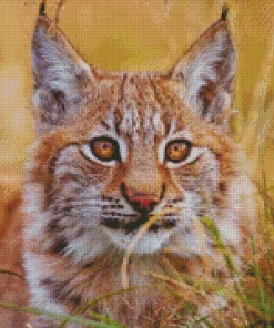 Bobcat Face Diamond Painting