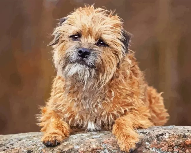border terrier dog Diamond Paintings Border Terrier Dog Diamond Painting