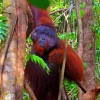 Bornean Orangutan Diamond Painting