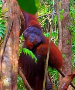 Bornean Orangutan Diamond Painting