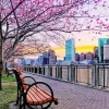 Boston Park Cherry Blossom Diamond Painting