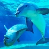 Bottlenose Dolphins Couple Diamond Painting