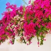 Bougainvillea Plant Diamond Painting