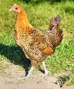 Braekel Chicken Diamond Painting