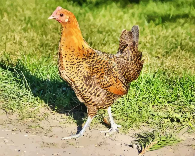 braekel chicken Diamond By Numbers Braekel Chicken Diamond Painting