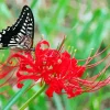 Butterfly On Red Spider Lily Diamond Painting