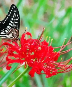 Butterfly On Red Spider Lily Diamond Painting