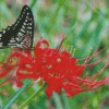 Butterfly On Red Spider Lily Diamond Painting