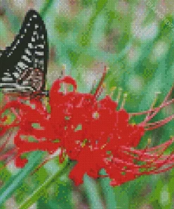 Butterfly On Red Spider Lily Diamond Painting