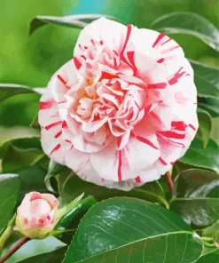 Camellia Flower Diamond Painting