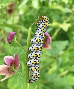 Caterpillar Insect Diamond Painting