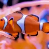 Clownfish Underwater Diamond Painting