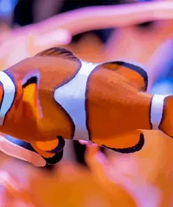 Clownfish Underwater Diamond Painting