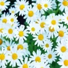 Common Daisy Flowers Diamond Painting