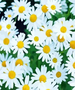 Common Daisy Flowers Diamond Painting