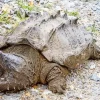 Common Snapping Turtle Diamond Painting