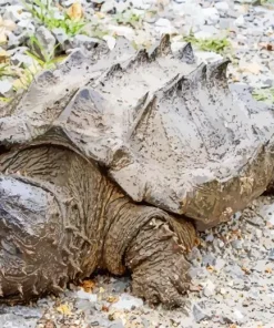 Common Snapping Turtle Diamond Painting