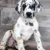 Fawnequin Great Dane Puppy Diamond Painting