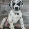 Fawnequin Great Dane Puppy Diamond Painting
