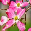 Flowering Dogwood Diamond Painting