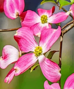 Flowering Dogwood Diamond Painting