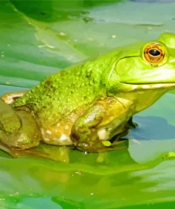 Frog And Lily Pad Diamond Painting
